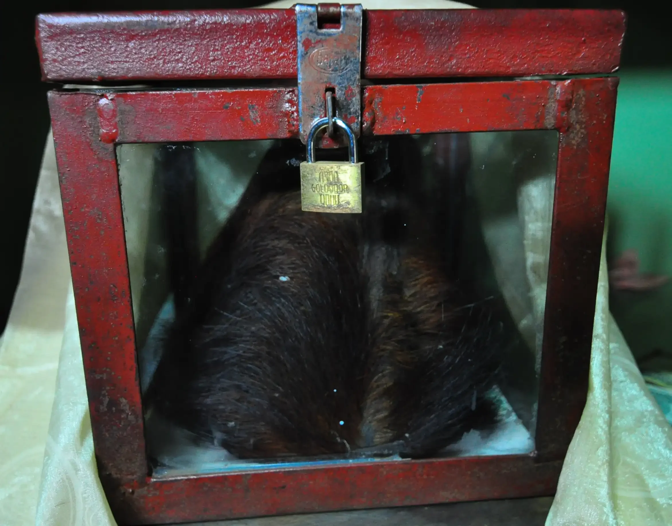 The scalp of the Yeti is preserved in a box within the Khumjung Monastery